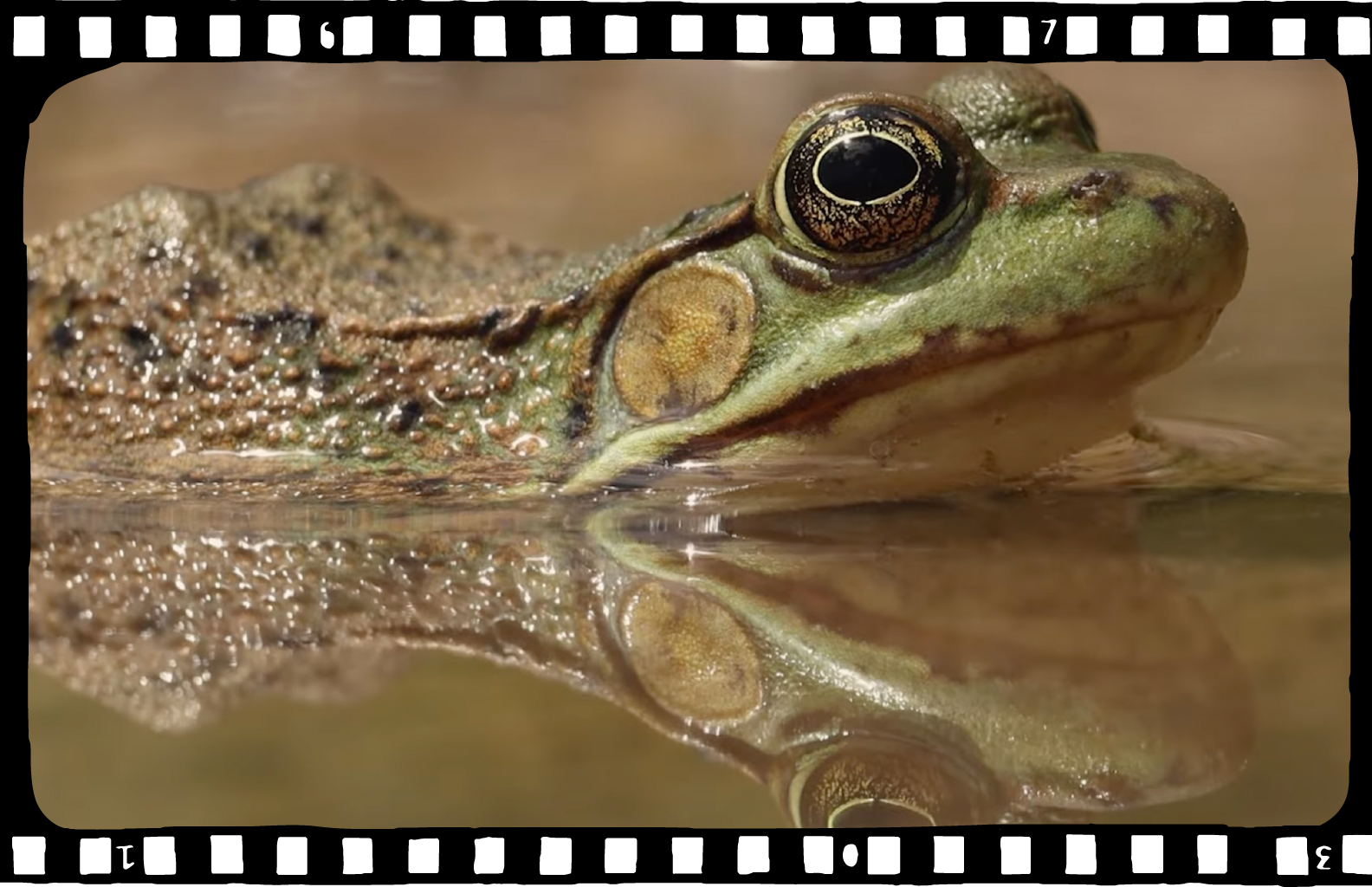 Understanding Myself as an Amphibian 2